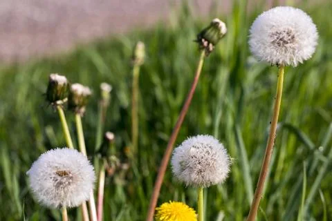 Blooming dandelion. Foto stock