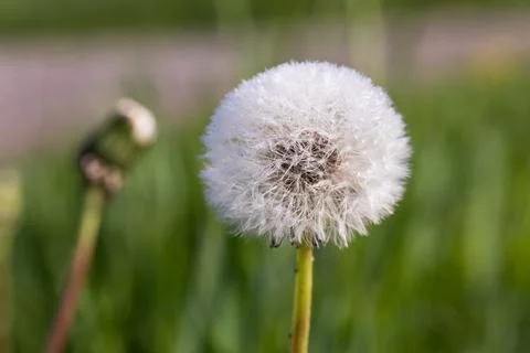 Blooming dandelion. Photos
