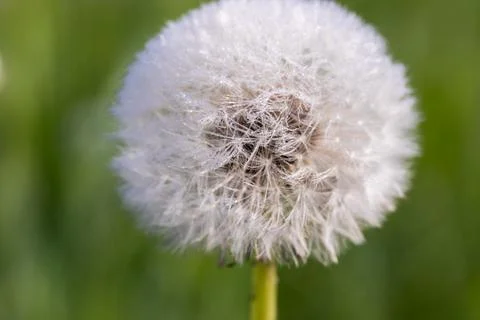 Blooming dandelion. Foto stock