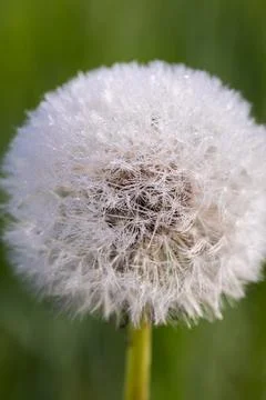 Blooming dandelion. 스톡 사진