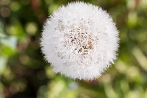 Blooming dandelion. Foto stock
