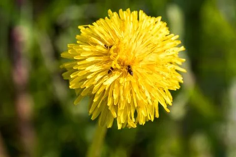 Blooming dandelion. 스톡 사진