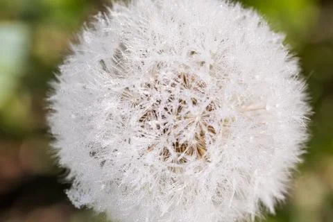 Blooming dandelion. Photos