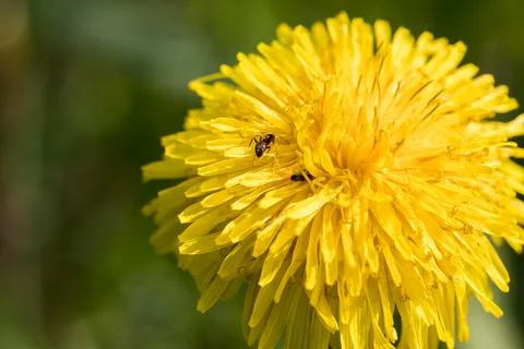 Blooming dandelion. Foto stock