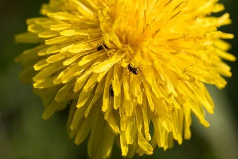 Blooming dandelion. Foto stock