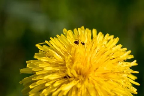 Blooming dandelion. Photos