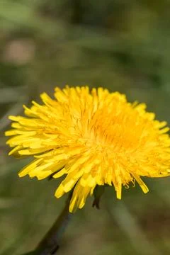 Blooming dandelion. Foto stock