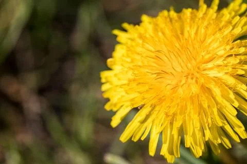 Blooming dandelion. Foto stock