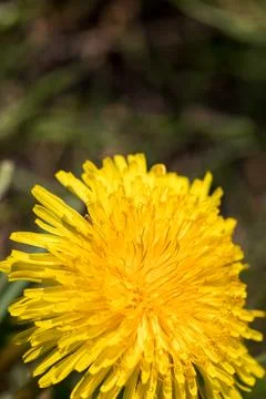 Blooming dandelion. Foto stock