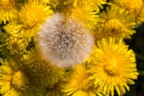 Blooming dandelion. Foto stock
