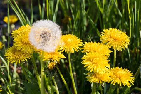 Blooming dandelion. 스톡 사진