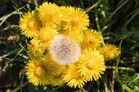 Blooming dandelion. Foto stock