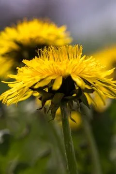 Blooming dandelion. Foto stock