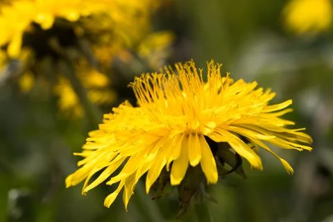 Blooming dandelion. 스톡 사진