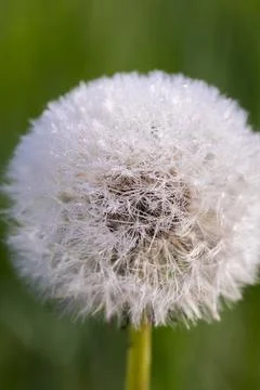 Blooming dandelion. Foto stock