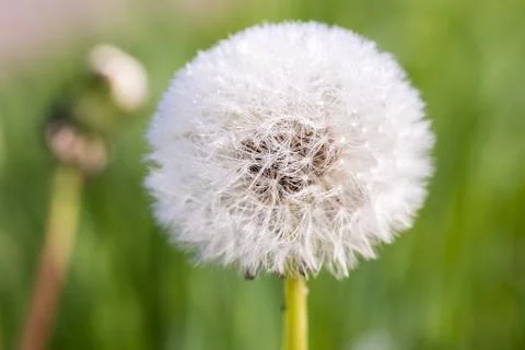 Blooming dandelion. 스톡 사진
