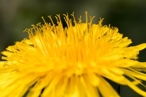 Blooming dandelion. Foto stock