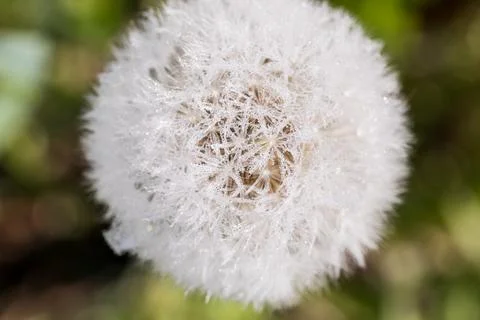 Blooming dandelion. Foto stock