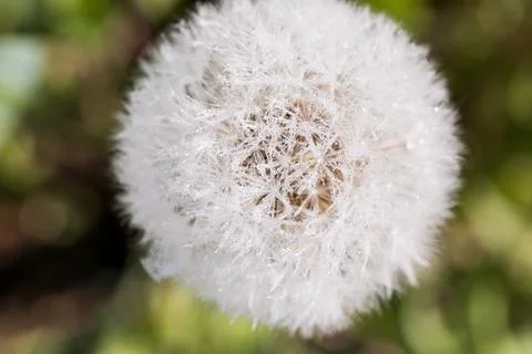 Blooming dandelion. Foto stock