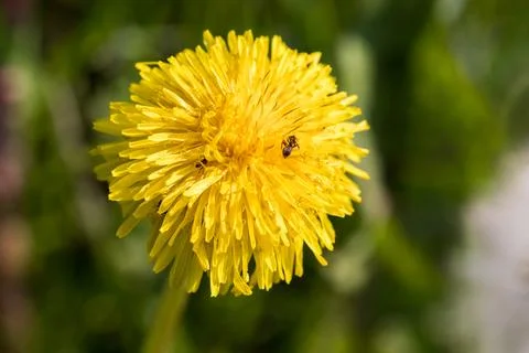 Blooming dandelion. 스톡 사진