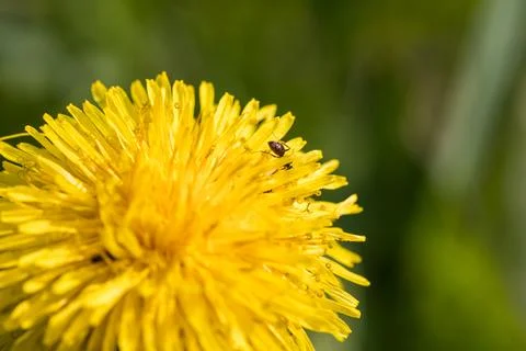 Blooming dandelion. Foto stock