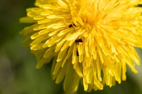 Blooming dandelion. Foto stock