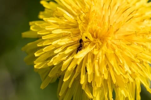 Blooming dandelion. Foto stock