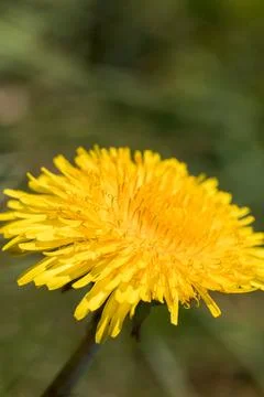 Blooming dandelion. Foto stock