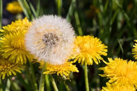 Blooming dandelion. Foto stock