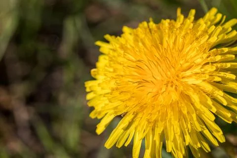 Blooming dandelion. 스톡 사진