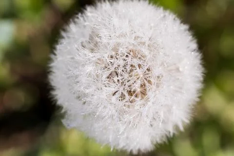 Blooming dandelion. Foto stock