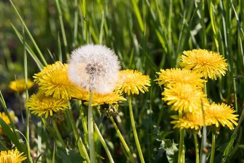 Blooming dandelion. Foto stock