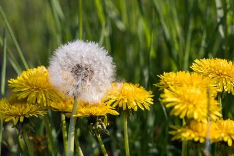Blooming dandelion. Foto stock