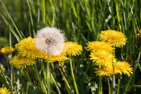 Blooming dandelion. Photos