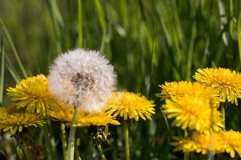 Blooming dandelion. Foto stock