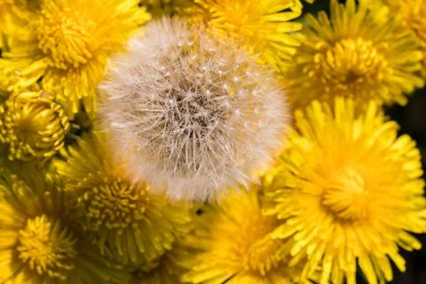 Blooming dandelion. 스톡 사진