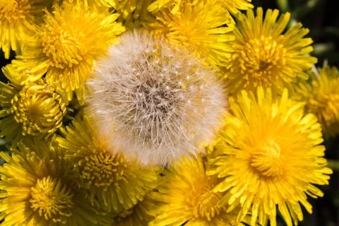 Blooming dandelion. Foto stock
