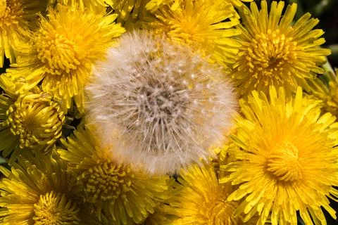 Blooming dandelion. Foto stock