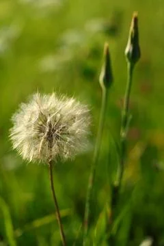 A blooming dandelion with regular, fine fluff with seeds Stock Photos