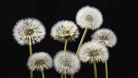 Blooming Dandelion Seed Head in Spring Time Lapse on Black Background Stock Footage 311472383