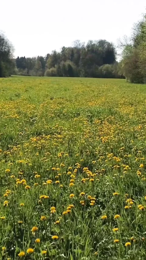 Blooming Dandelions And Buzzing Bees Flourish, Vivid Wildflower Field With Stock Footage 325082060