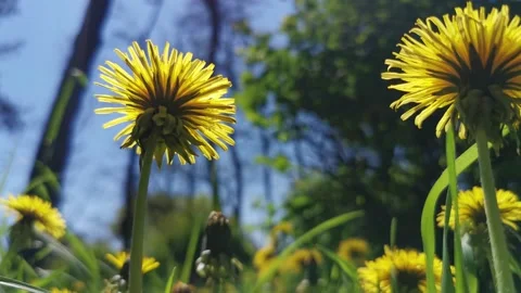 Blooming dandelions. Bottom view. Stock Footage 154379189