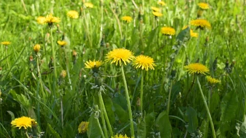 Blooming dandelions in the changing sunlight Stock Footage 146689872