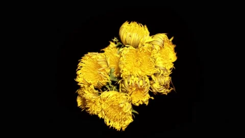 Blooming dandelions close-up time-lapse on a black background Stock Footage 198727508