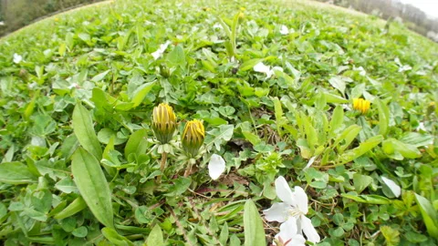 Blooming Dandelions, Falling Cherry Blossoms, and Tree Frogs 스톡 동영상 327541847