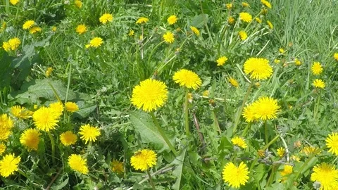 Blooming dandelions in the meadow Stock Footage 146133713