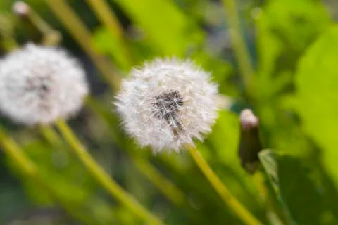 Blooming dandelions Stock Photos