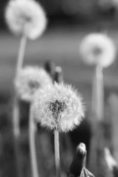 Blooming dandelions Stock Photos