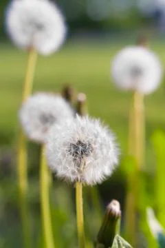 Blooming dandelions Stock Photos