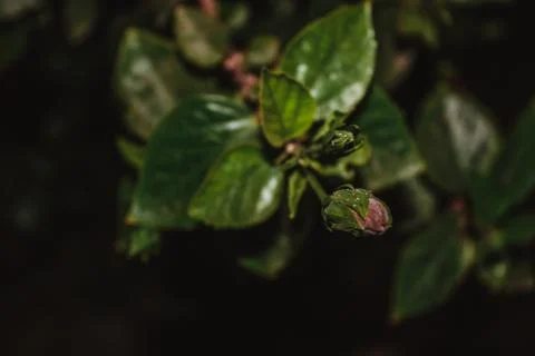 Blooming in the Dark Stock Photos